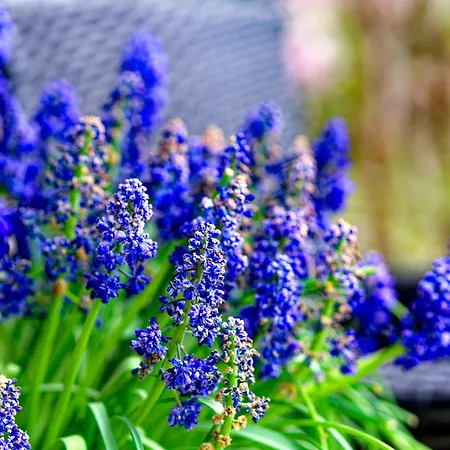 شقة Roza كوشتيليسكا